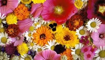 Как влияют цветочные запахи на человека