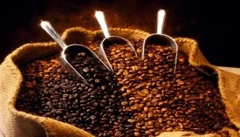 Кофе в зернах - виды и особенности